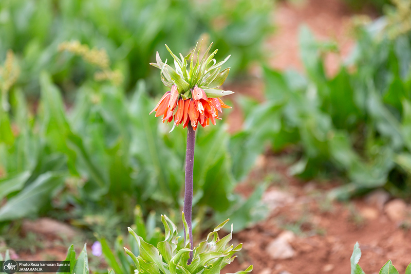 دشت لاله های واژگون کوهرنگ