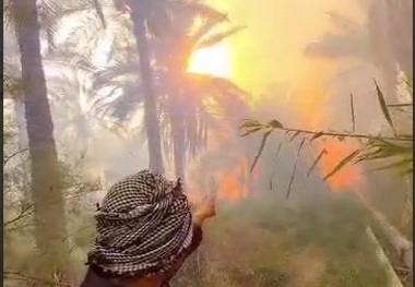 سوختن هزاران نخل در منیوحی؛ نیمی از نخلستان‌های روستاهای آبادان در آتش خاکستر شد + فیلم