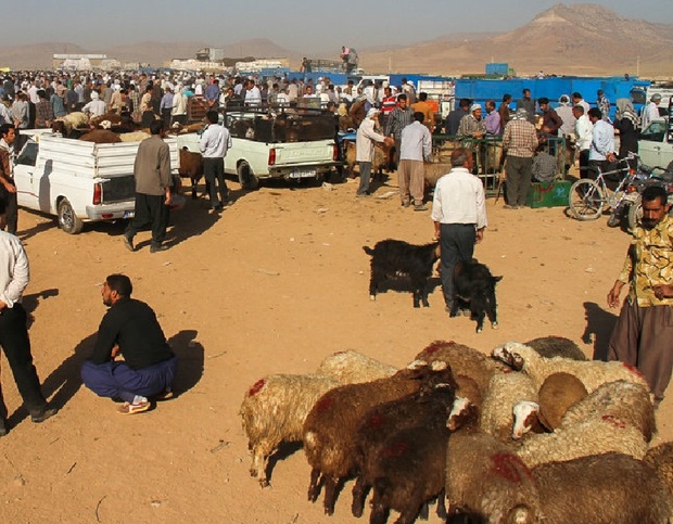 جابجایی غیرمجاز دام، عامل انتقال بیماری کریمه کنگو است