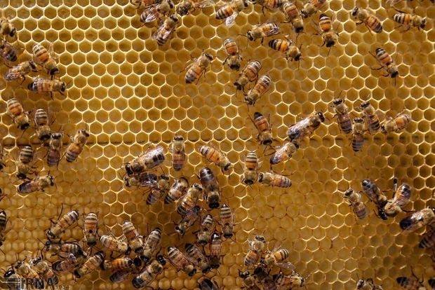 برگزاری جشنواره تخصصی زنبور عسل در لرستان