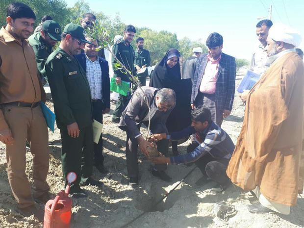 جاسکی ها روز درختکاری را با غرس نهال گرامی داشتند