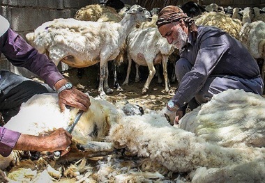 دامپزشکی خراسان شمالی به پشم چینی غیربهداشتی هشدار داد