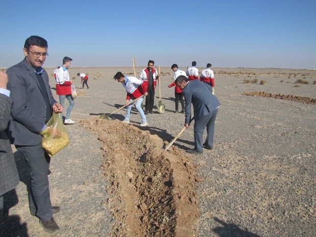 بذرپاشی آنغوزه شیرین در ۵۰ هکتار مراتع ابرکوه آغاز شد