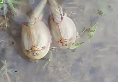 «فسیل زنده » در تالاب بین المللی هامون مشاهده شد