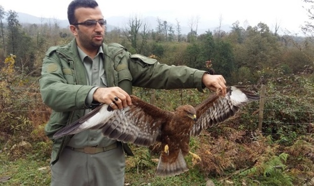 دو عقاب جنگلی و قوی خاکستری در شفت و لاهیجان رهاسازی شدند