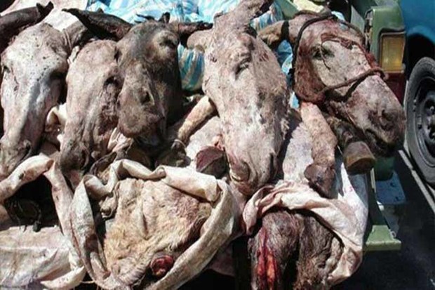 موردی از لاشه گوشت الاغ در استان زنجان مشاهده نشده است