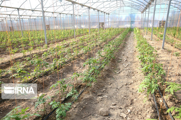 ۴۳ طرح تولیدی و زیربنایی کشاورزی در اردبیل افتتاح می‌شود