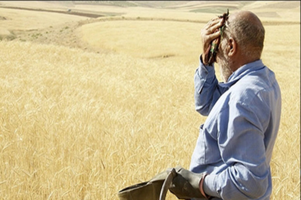 خرید تضمینی گندم در زنجان تا هشت روز دیگر ادامه دارد