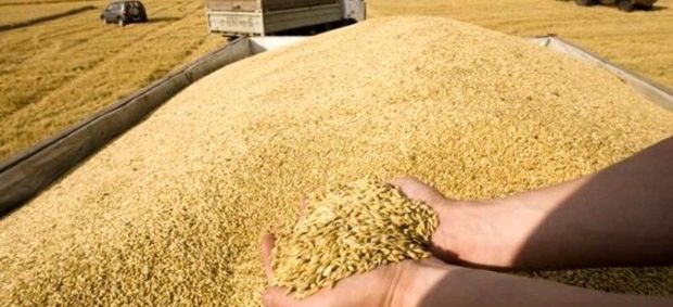 انبار غیر اصولی کیفیت گندم را به مخاطره می‌اندازد