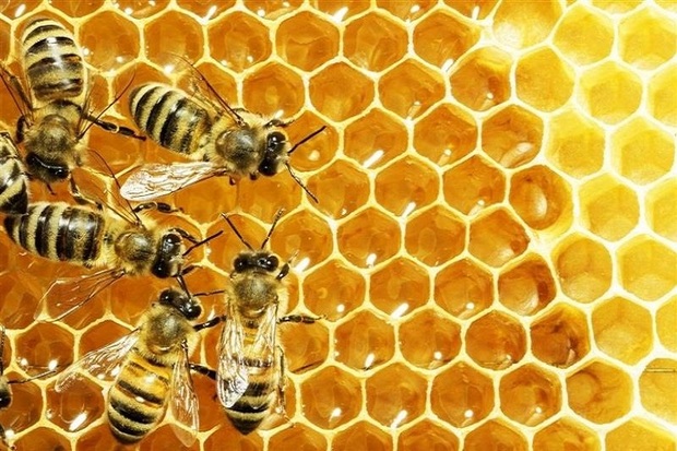 امسال 320 تُن عسل در نقده تولید شد
