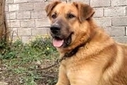 ضرب و شتم و کشتن فجیع یک سگ در انبار برنجکوبی  3 نفر دستگیر شدند