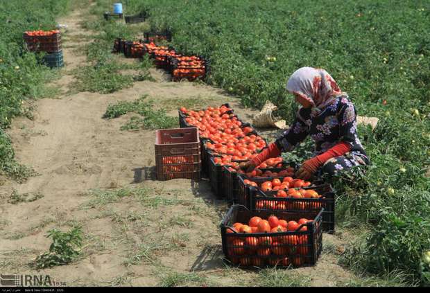 برداشت گوجه فرنگی در نیشابور 20 درصد افزایش یافت