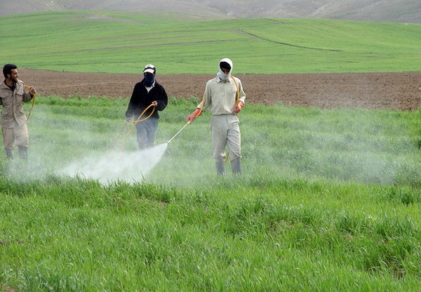94 هزار هکتار از مزارع قزوین از آفت سن محافظت شدند