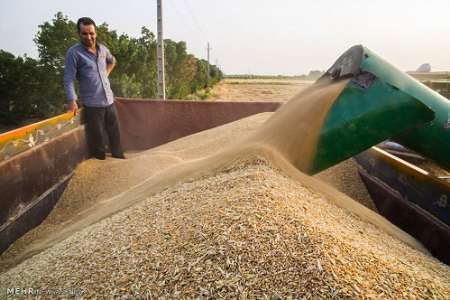 پیش بینی تولید 200 هزار تن گندم در بیله سوار و نگرانی ها از انبار و حمل آن