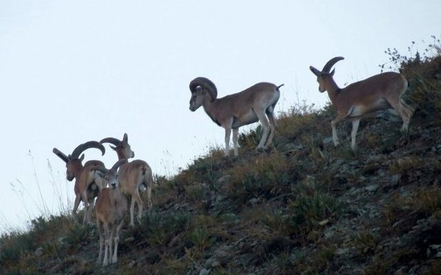 شهرنشینی بزرگترین تهدید حیات وحش در تهران  قاچاق گونه های مهاجم در بازارهای پایتخت