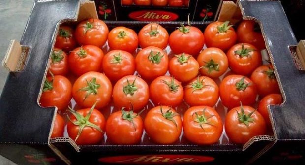 گوجه فرنگی بوشهر به عراق و حوزه خلیج فارس صادر می شود