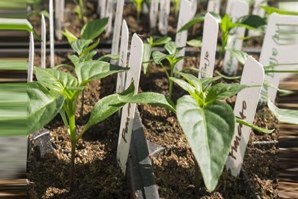 تولید گیاه عاری از ویروس به روش کشت بافت