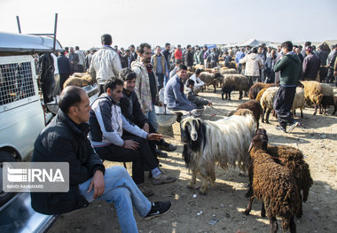 دامداران زنجانی از خرید دام زنده خودداری کنند