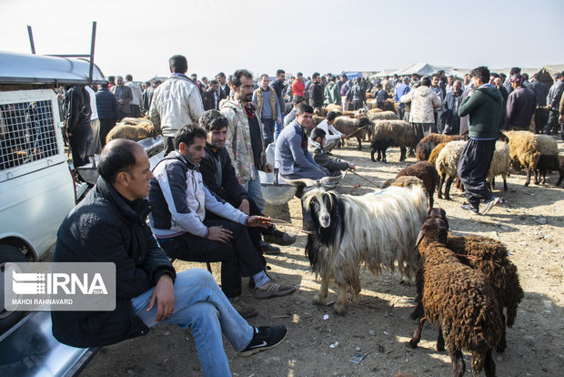 دامداران زنجانی از خرید دام زنده خودداری کنند