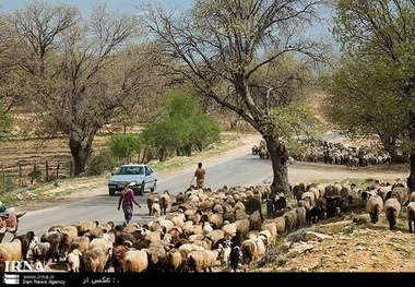 کوچ ییلاقی عشایر ورامین به دشت لار آغاز شد