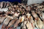 جزییات تازه از کشتار پرندگان مهاجر در شمال کشور/ بازار سیاهی با گردش مالی 300 میلیارد تومانی/ کشتن 600 قو طی دو روز!