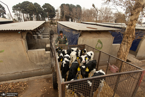 کارگران دامپروری؛ ستون‌های سلامت و آبادانی کشور