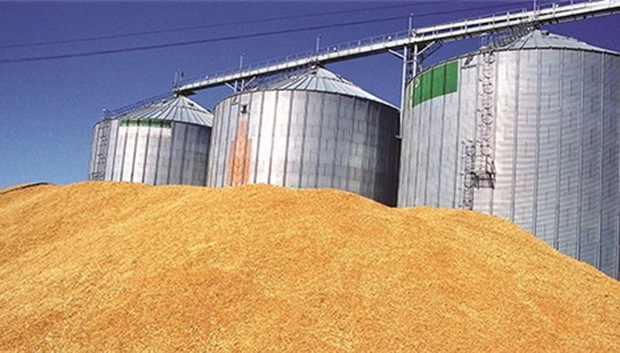 130 هزار تن گندم از کشاورزان فارس خریداری شده است