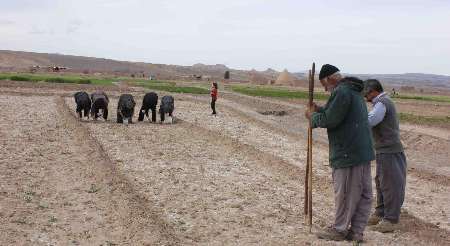 آغاز پنبه کاری سنتی در نایین