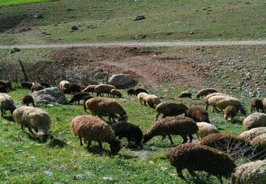 عشایر منطقه کلری ایرانشهر از آب آشامیدنی سالم بهره مند شدند