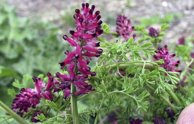 خواص شاتره برای پوست و کبد که تا به حال نمی دانستید