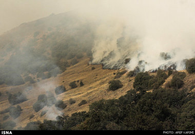 7 هکتار از جنگل‌های 