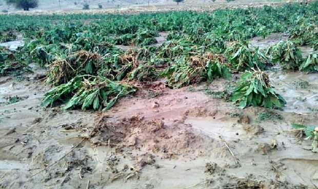 توفان ۱۵ میلیارد ریال به کشاورزی عنبرآباد خسارت زد
