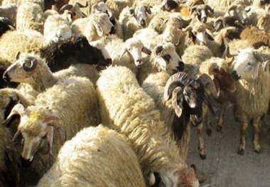 75 راس گاو و گوسفند قاچاق در بافق کشف شد