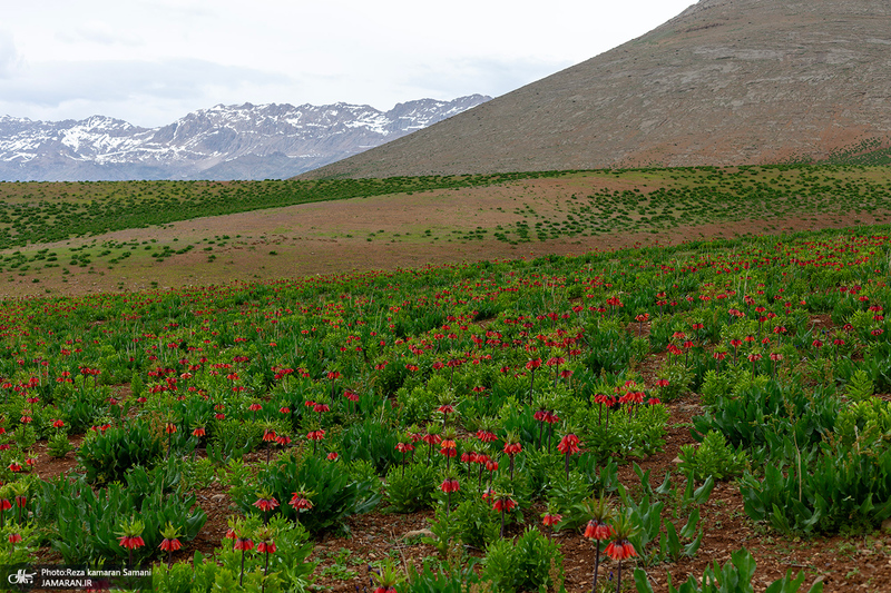 دشت لاله های واژگون کوهرنگ