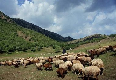 دامداران سمنان از چرای دام در ارتفاعات خودداری کنند