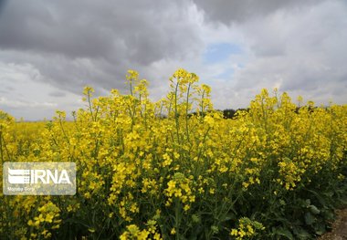 تولید دانه‌های روغنی در قزوین رشد پیدا می‌کند