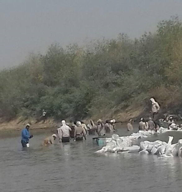 نیشکر رودخانه دز را به روی کشاوزان بست