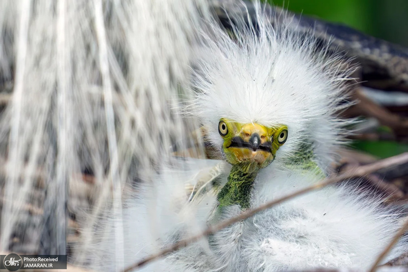 منتخب تصاویر امروز جهان - 12 فروردین 1404