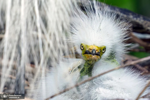 منتخب تصاویر امروز جهان - 12 فروردین 1404