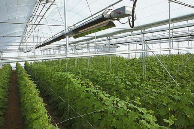 استاندار اردبیل: محصولات گلخانه‌ای پارس آباد صادر می‌شود
