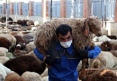 سه مکان عرضه دام قربانی در گرگان ایجاد شد