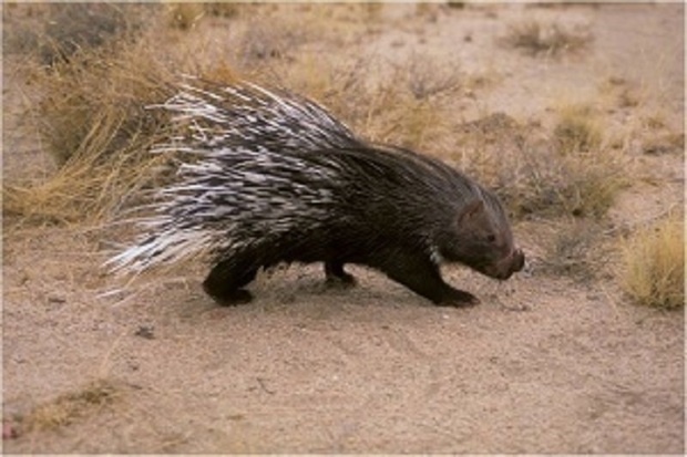 شکارچیان در باشت به پرداخت جزای نقدی محکوم شدند