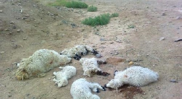 تلف شدن 140 رأس گوسفند در سگزآباد