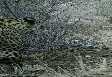 ثبت پناهگاه حیات وحش حیدری نیشابور به عنوان زیستگاه تازه پلنگ ایرانی و سمور سنگی