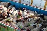 کشف ۸۳ راس گوسفند قاچاق در مانه‌وسملقان