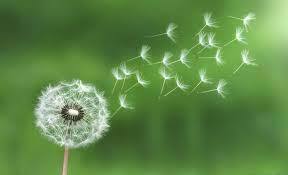 با خواص درمانی گل قاصدک آشنا شوید
