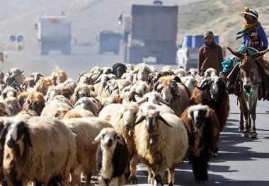 عشایر خراسان جنوبی ۱۸۳ میلیارد تومان محصولات دامی تولید کردند