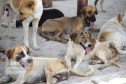 طغیان سگ‌های ولگرد در استان همدان نبود پیمانکار برای جمع‌آوری آنها