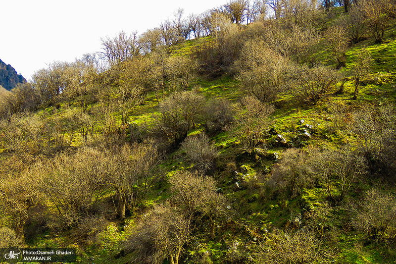 روستای سفیدآب پاوه