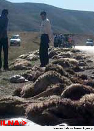 کشف محموله کالا و گوسفند قاچاق چهار میلیاردی در یزد